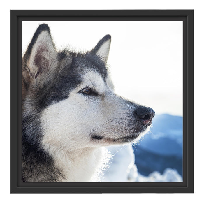 Süßer Husky im Schnee Schattenfugenrahmen Quadratisch 40x40