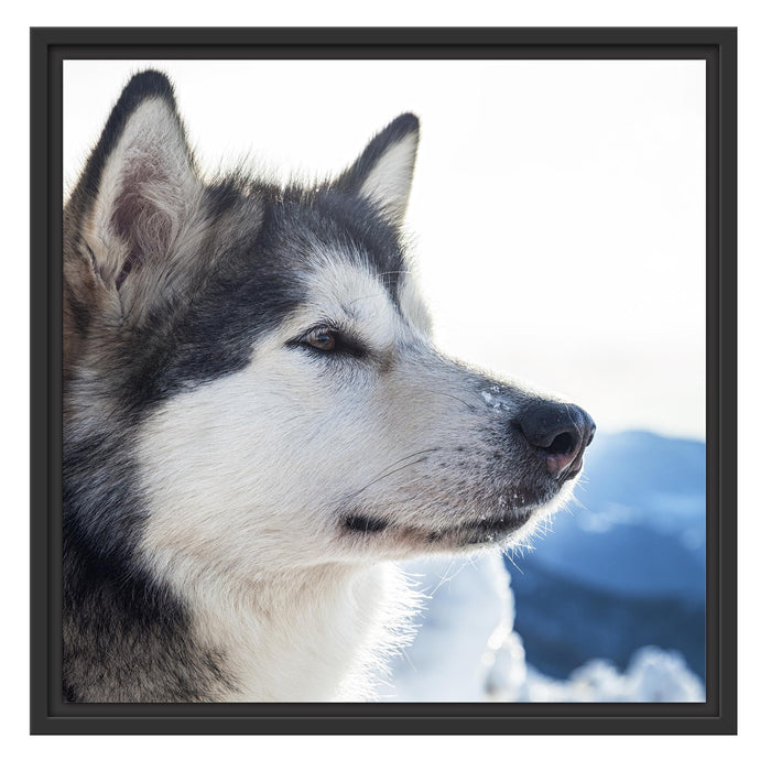 Süßer Husky im Schnee Schattenfugenrahmen Quadratisch 55x55