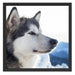 Süßer Husky im Schnee Schattenfugenrahmen Quadratisch 55x55