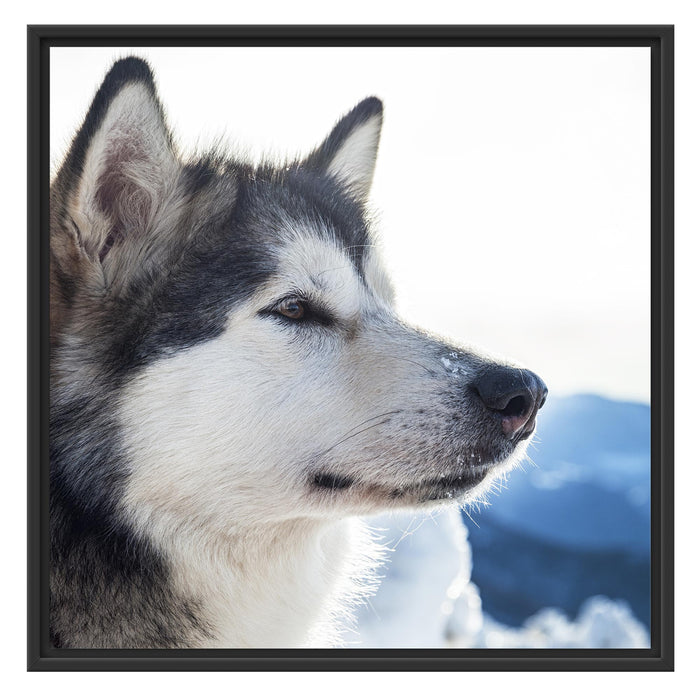 Süßer Husky im Schnee Schattenfugenrahmen Quadratisch 70x70