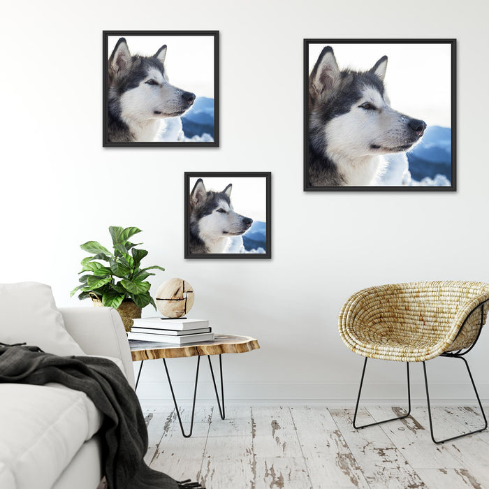 Süßer Husky im Schnee Quadratisch Schattenfugenrahmen Wohnzimmer