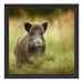 Stolzes Wildschwein im Wald Schattenfugenrahmen Quadratisch 40x40