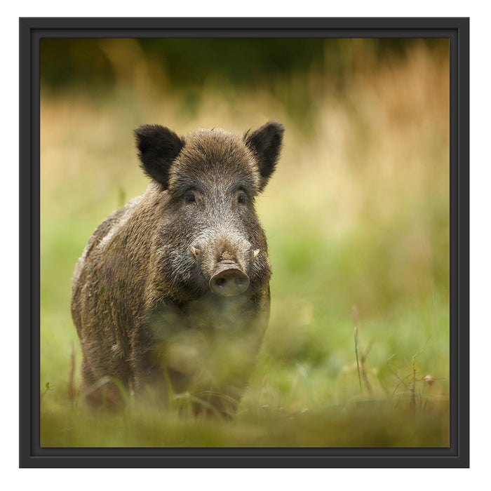 Stolzes Wildschwein im Wald Schattenfugenrahmen Quadratisch 55x55