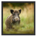 Stolzes Wildschwein im Wald Schattenfugenrahmen Quadratisch 55x55