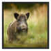 Stolzes Wildschwein im Wald Schattenfugenrahmen Quadratisch 70x70