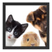 Trio Hund Katze Meerschwein Schattenfugenrahmen Quadratisch 40x40