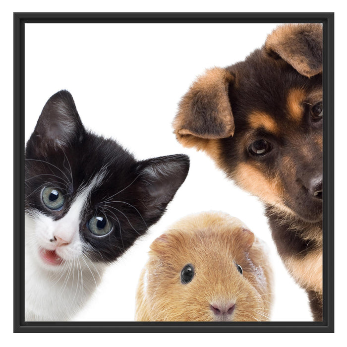 Trio Hund Katze Meerschwein Schattenfugenrahmen Quadratisch 70x70