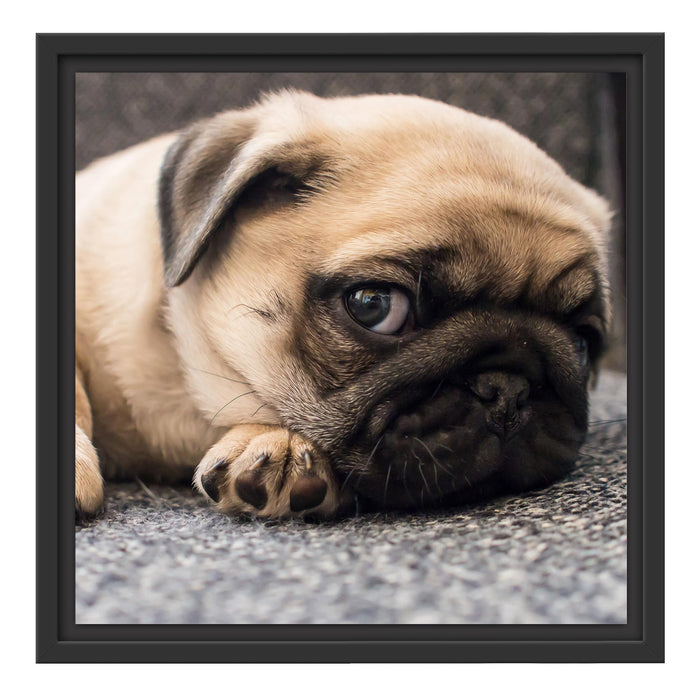 Süßer Mops auf Teppich Schattenfugenrahmen Quadratisch 40x40