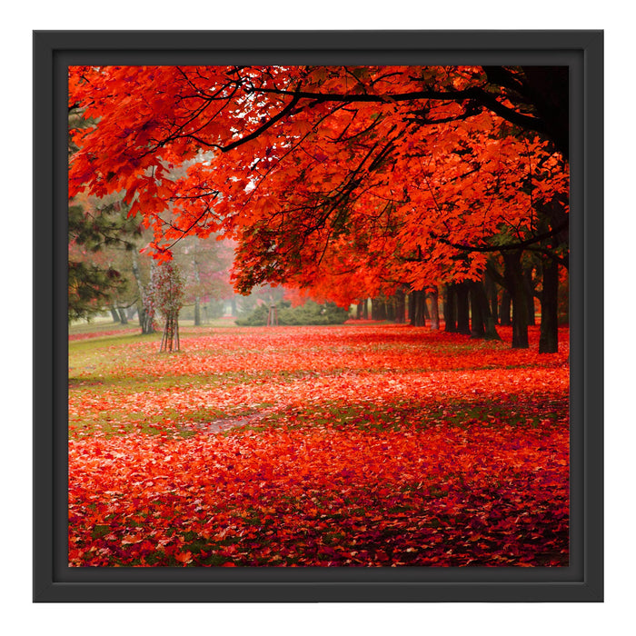 Rot gefärbter Park im Herbst Schattenfugenrahmen Quadratisch 40x40
