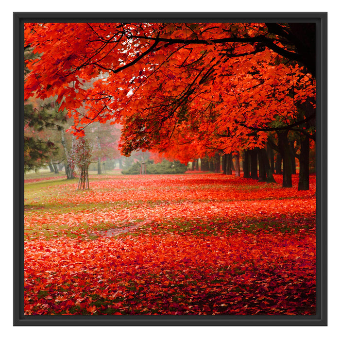 Rot gefärbter Park im Herbst Schattenfugenrahmen Quadratisch 70x70
