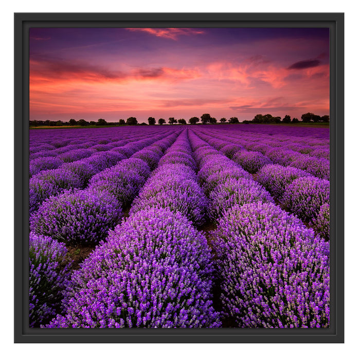 Lila Lavendel Provence Schattenfugenrahmen Quadratisch 55x55