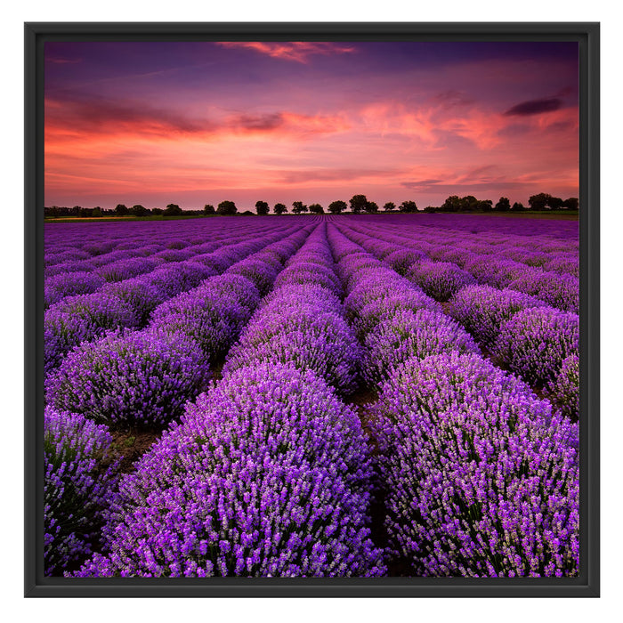 Lila Lavendel Provence Schattenfugenrahmen Quadratisch 70x70