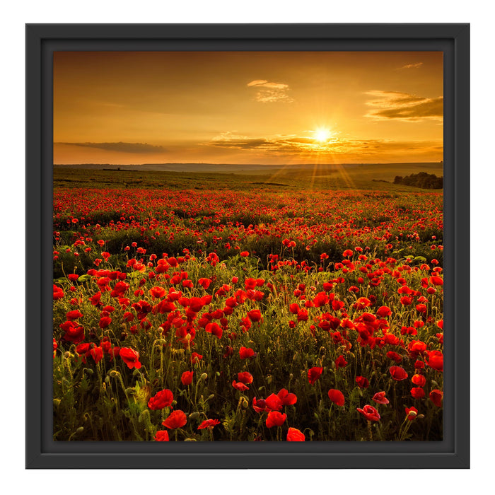 Mohnblütenfeld bei Sonnenuntergang Schattenfugenrahmen Quadratisch 40x40