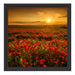 Mohnblütenfeld bei Sonnenuntergang Schattenfugenrahmen Quadratisch 40x40