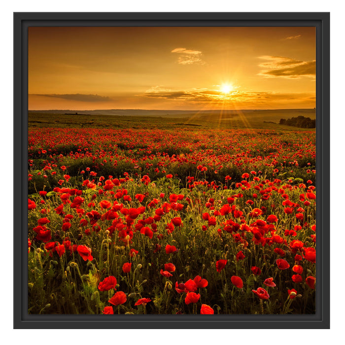 Mohnblütenfeld bei Sonnenuntergang Schattenfugenrahmen Quadratisch 55x55