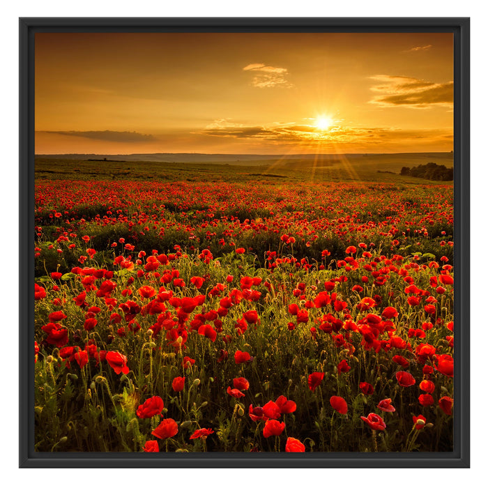 Mohnblütenfeld bei Sonnenuntergang Schattenfugenrahmen Quadratisch 70x70