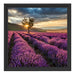 Lavendel Provence mit Baum Schattenfugenrahmen Quadratisch 40x40