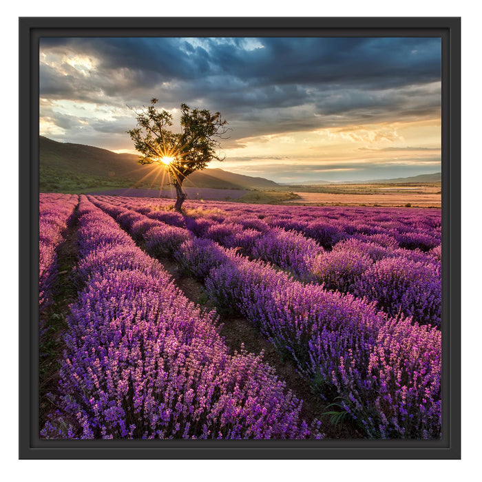 Lavendel Provence mit Baum Schattenfugenrahmen Quadratisch 55x55