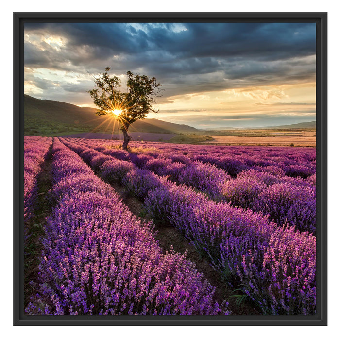 Lavendel Provence mit Baum Schattenfugenrahmen Quadratisch 70x70