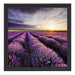 Lavendel Provence Landschaft Schattenfugenrahmen Quadratisch 40x40