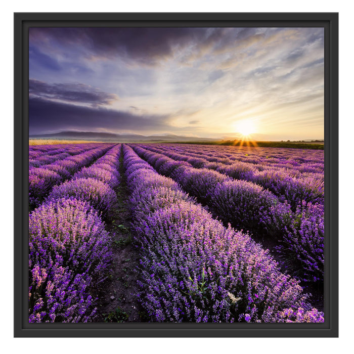Lavendel Provence Landschaft Schattenfugenrahmen Quadratisch 55x55