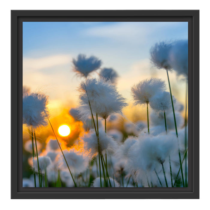 Baumwollblüten im Sonnenuntergang Schattenfugenrahmen Quadratisch 40x40