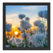 Baumwollblüten im Sonnenuntergang Schattenfugenrahmen Quadratisch 40x40