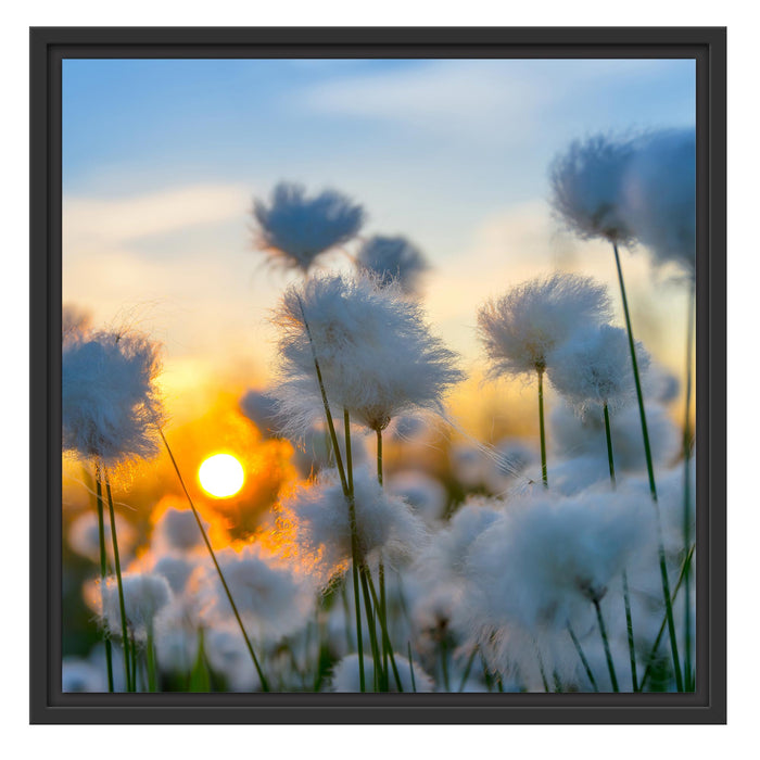 Baumwollblüten im Sonnenuntergang Schattenfugenrahmen Quadratisch 55x55