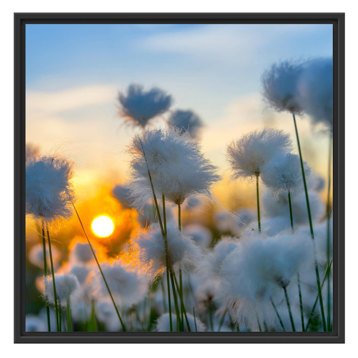 Baumwollblüten im Sonnenuntergang Schattenfugenrahmen Quadratisch 70x70