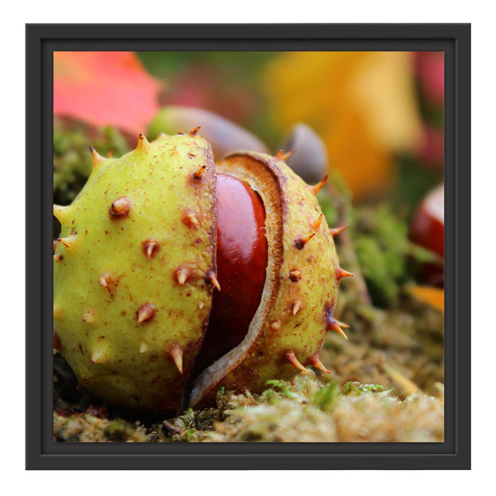 Erste Kastanie öffnet sich Schattenfugenrahmen Quadratisch 40x40