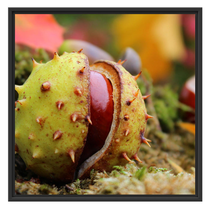 Erste Kastanie öffnet sich Schattenfugenrahmen Quadratisch 70x70