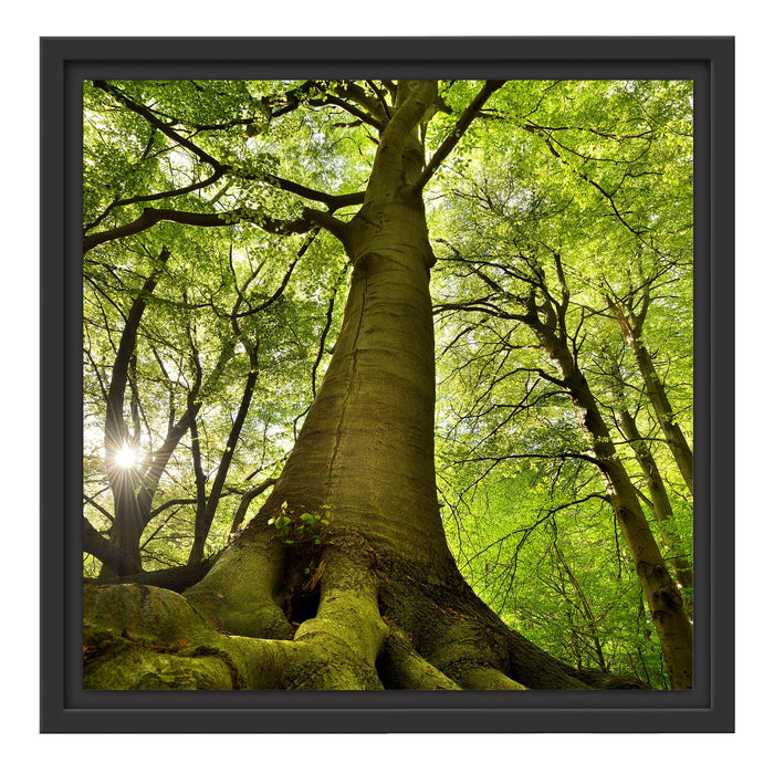 Riesiger Baum im Dschungel Schattenfugenrahmen Quadratisch 40x40