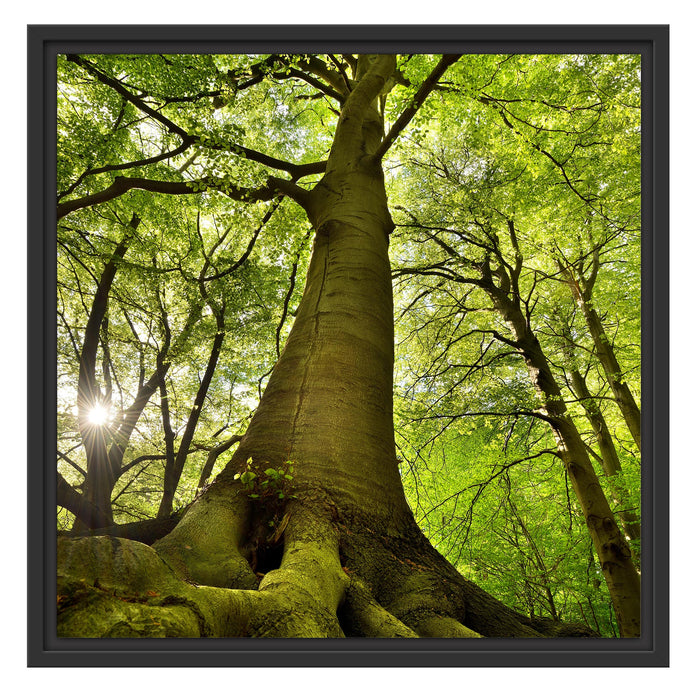 Riesiger Baum im Dschungel Schattenfugenrahmen Quadratisch 55x55