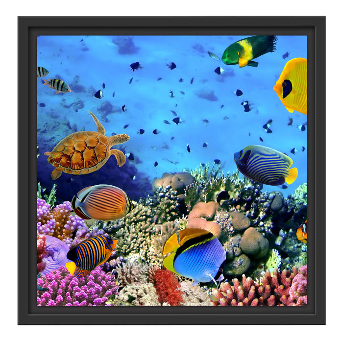 Fische über Korallenriff Schattenfugenrahmen Quadratisch 40x40