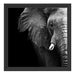 Elefant Porträ B&W Schattenfugenrahmen Quadratisch 40x40