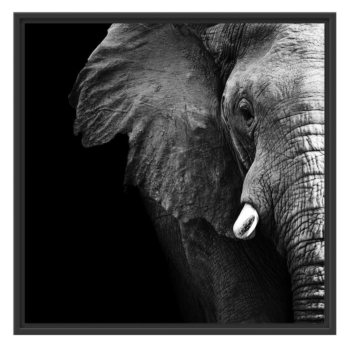 Elefant Porträ B&W Schattenfugenrahmen Quadratisch 70x70
