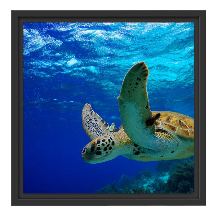 Schildkröte im Riff Schattenfugenrahmen Quadratisch 40x40