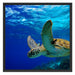 Schildkröte im Riff Schattenfugenrahmen Quadratisch 70x70