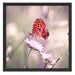 Bezaubernder Schmetterling Schattenfugenrahmen Quadratisch 55x55