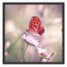 Bezaubernder Schmetterling Schattenfugenrahmen Quadratisch 70x70