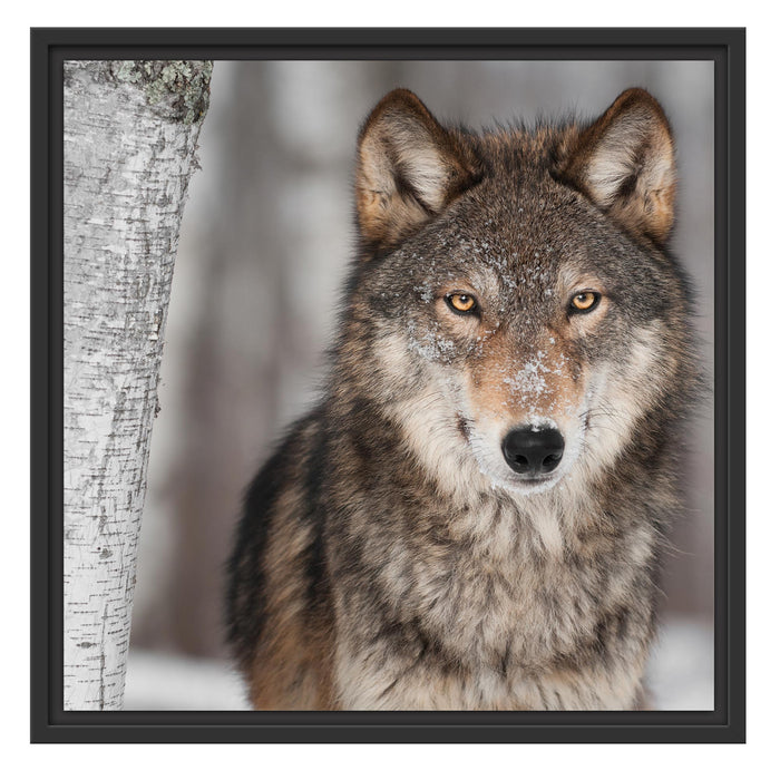 Wilder Wolf Schattenfugenrahmen Quadratisch 55x55