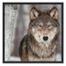 Wilder Wolf Schattenfugenrahmen Quadratisch 70x70