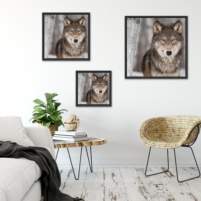 Wilder Wolf Quadratisch Schattenfugenrahmen Wohnzimmer