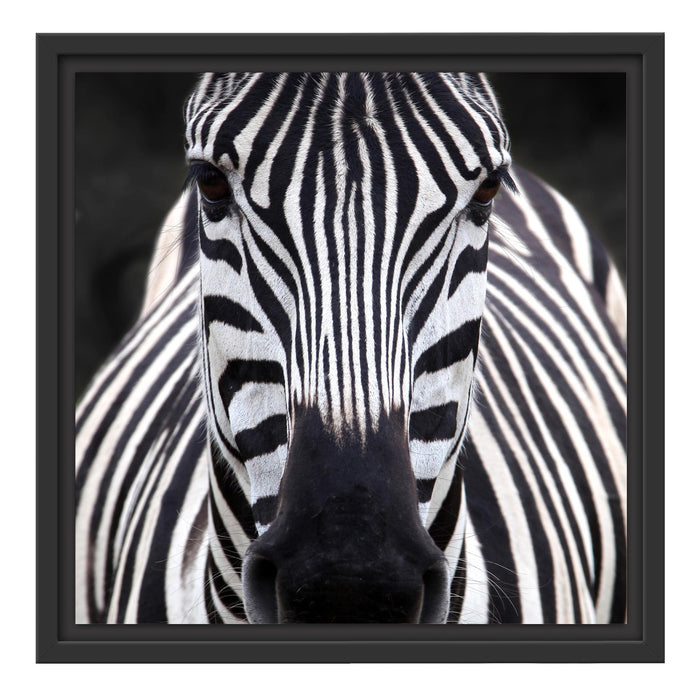 Zebra Porträ Schattenfugenrahmen Quadratisch 40x40