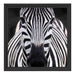 Zebra Porträ Schattenfugenrahmen Quadratisch 40x40
