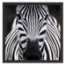 Zebra Porträ Schattenfugenrahmen Quadratisch 55x55