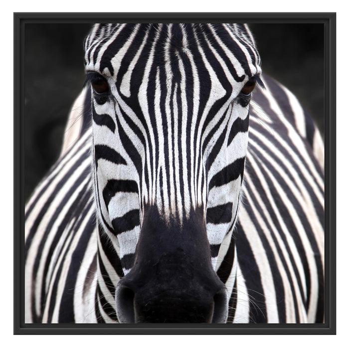 Zebra Porträ Schattenfugenrahmen Quadratisch 70x70