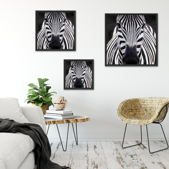 Zebra Porträ Quadratisch Schattenfugenrahmen Wohnzimmer
