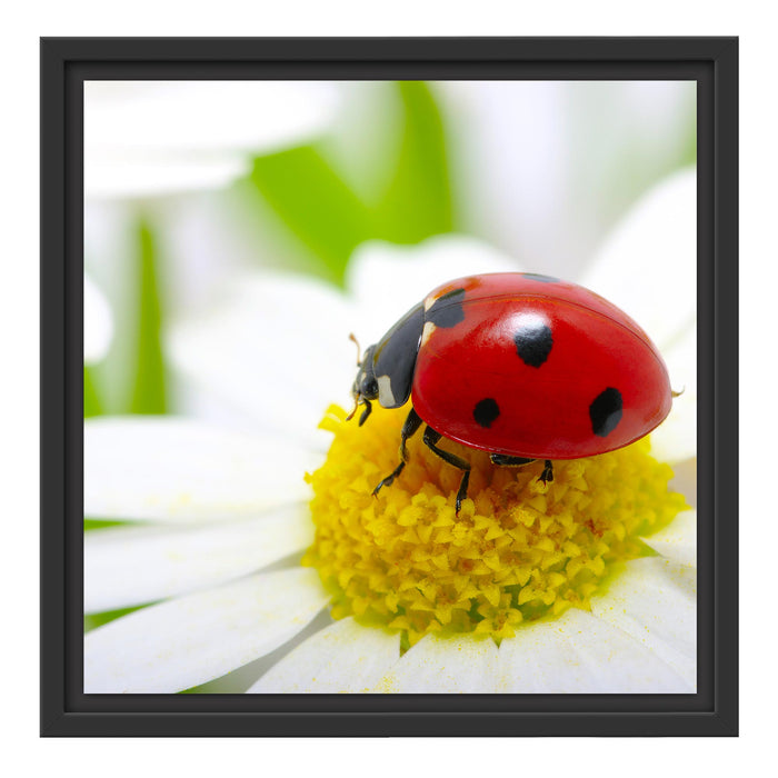 Marienkäfer auf Gänseblümchen Schattenfugenrahmen Quadratisch 40x40