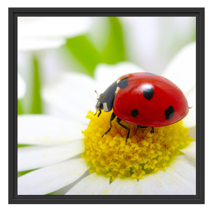 Marienkäfer auf Gänseblümchen Schattenfugenrahmen Quadratisch 55x55